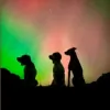 Merlin's Pals