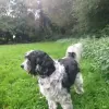 Waggy Tails