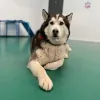 Poochie Play Centre