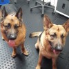 Snuggles Dog Grooming