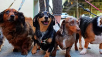 Group Dog Walking